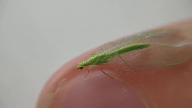 Златоглазка