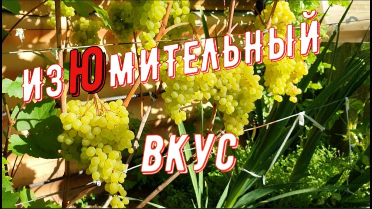 Изюмительный сорт. Виноградник Вадима Точилина / Amazing variety. Vineyard of Vadim Tochilin смотреть онлайн