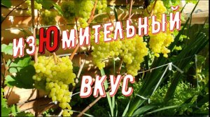 Изюмительный сорт. Виноградник Вадима Точилина / Amazing variety. Vineyard of Vadim Tochilin
