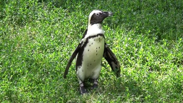 Sony CX625 HDR Full HD video & sound test | Sony Handycam Camcorder смотреть онлайн