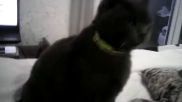 Грузия.Мучает Чихуа КОТА ДУБЛЬ#2 смотреть онлайн