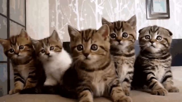 Piano SP250 and music Cats.Tyros4.2015. смотреть онлайн
