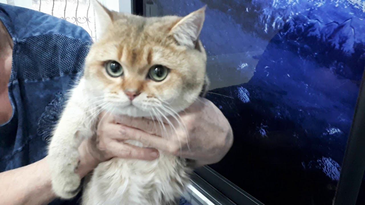 HappyGolden Zefir Ny11