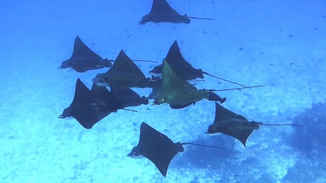 Diving Vaavu Atoll смотреть онлайн