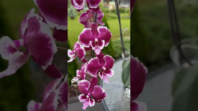 Незнакомка , темная орхидея фаленопсис биг лип смотреть онлайн