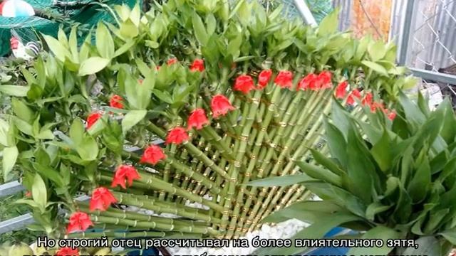 Комнатный бамбук — уход в домашних условиях смотреть онлайн
