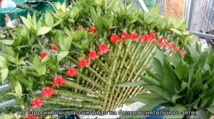 Комнатный бамбук — уход в домашних условиях