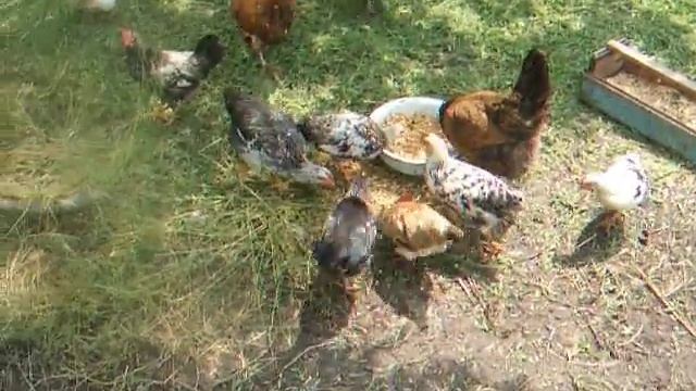 содержание и кормление молодняка кур смотреть онлайн