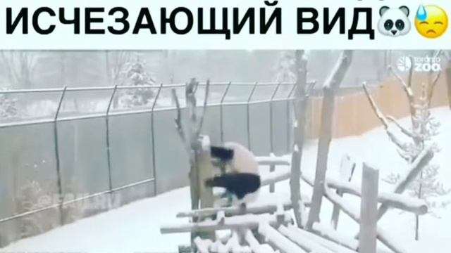 Почему панды исчезающий вид смотреть онлайн