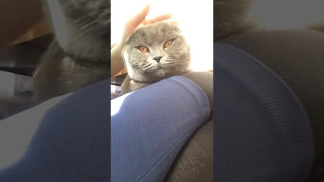 как мурлыкают коты в марррте)) весна) смотреть онлайн