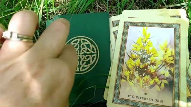 Celtic Tree Oracle Card Flip Through #oraclecards смотреть онлайн