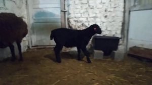 ягненок помесь дорпер + гисар