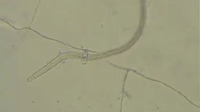 trapping fungi смотреть онлайн