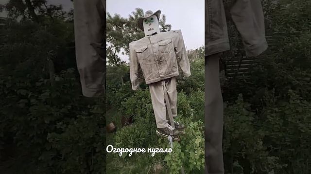 огородное пугало #пугало #огород смотреть онлайн