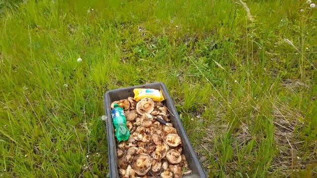 Гора грибов за час|Три ведра как с куста|Лайфхак по грибной логистике| смотреть онлайн