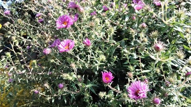 А́стра многолетняя. смотреть онлайн