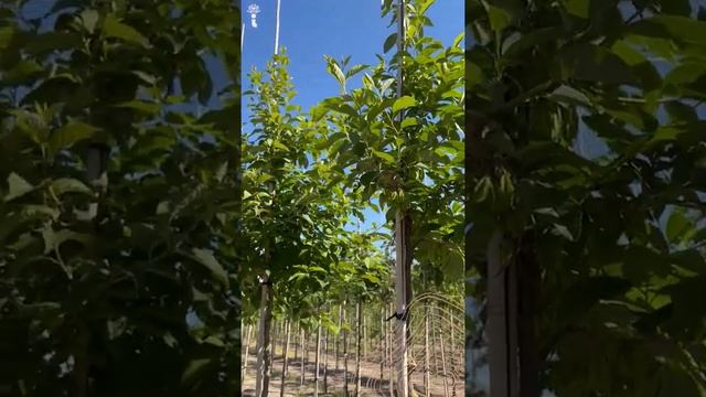 Schneeglöckchenbaum | Halesia carolina смотреть онлайн