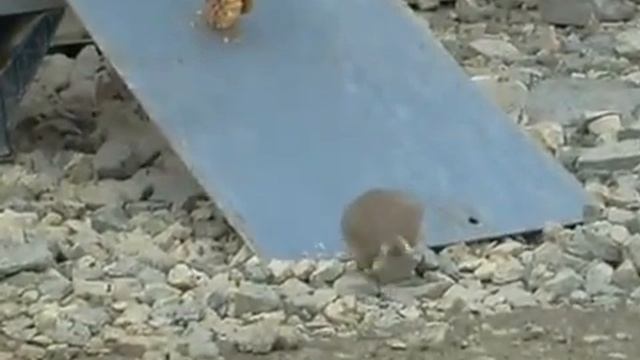 Приколы с животными. Хитрые зверьки ))) смотреть онлайн