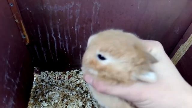 Контроль за развитием крольчат. 16 дней после окрола. Кролиководство. Декоративные кролики. смотреть онлайн