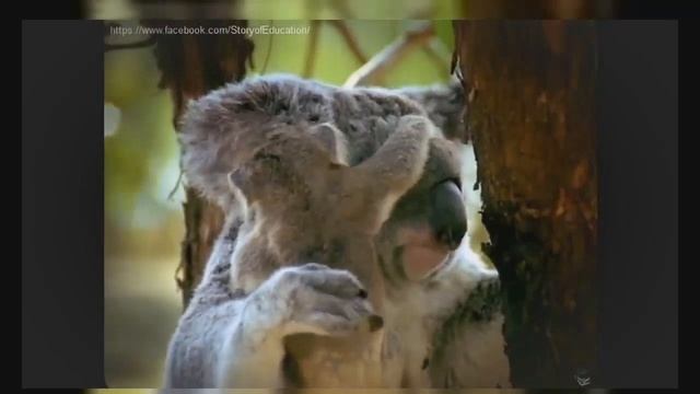 Koala Documentary | Australian Koalas | Cute Koala Bears | The Koala Bear | Animal & Nature Film смотреть онлайн