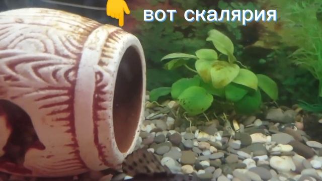 делать так про Гошу? ?