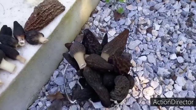 Грибы-Сморчки в моём саду в Греции ?? смотреть онлайн