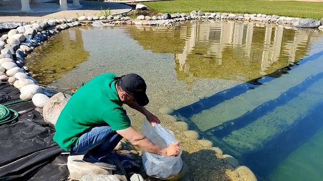 СОМ. Запускаю в пруд | Для чего СОМ в пруду? | Съесть лягушек, подрастет и будет интересная рыбалка смотреть онлайн