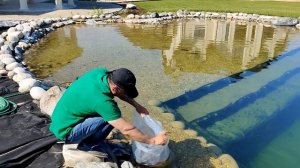 СОМ. Запускаю в пруд | Для чего СОМ в пруду? | Съесть лягушек, подрастет и будет интересная рыбалка