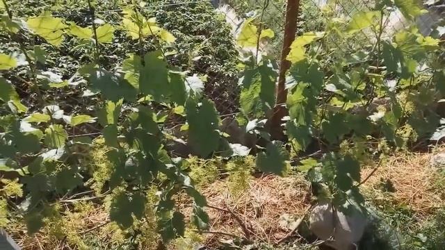 ???Цветение винограда в Минской области. Виноград Беларуси. смотреть онлайн