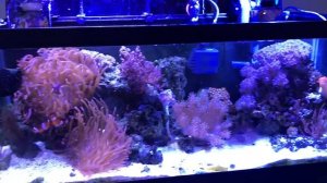 Морской аквариум, уход, оборудование и удачные покупки.