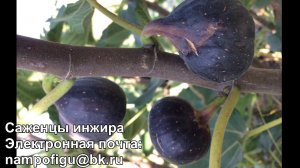 Черный Крымский инжир. Саженцы инжира. Сорта инжира.