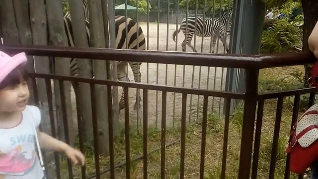 Зебры Киевский зоопарк смотреть онлайн