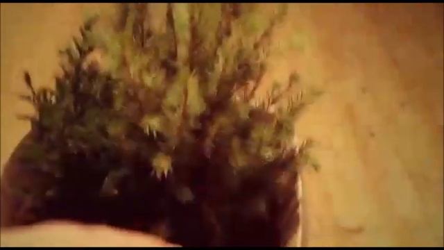 Ель Коника из магазина. Как сохранить до весны??? смотреть онлайн