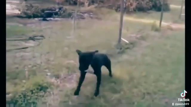 электропастух ;) смотреть онлайн