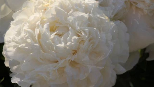 Peony A.E. Kundred / Пион А.Е. Кундред. смотреть онлайн