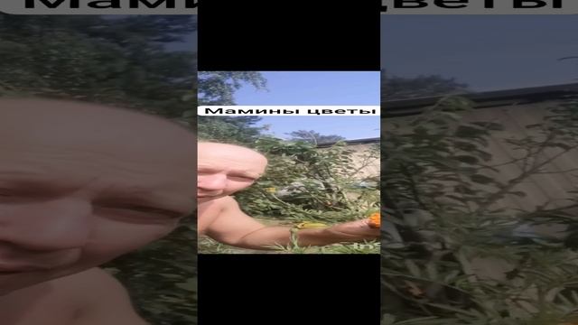 Мамины цветы