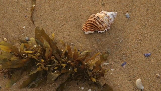 From the album 'Surf, Beach and Shoreline' - nature sounds смотреть онлайн