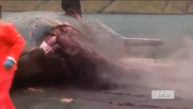 Sperm whale explosion: Dead cetacean explodes after being cut open in Faroe Islands смотреть онлайн