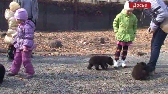 Приморский Сафари-парк признан одним из лучших в мире смотреть онлайн