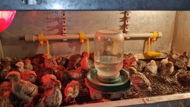 поросята пробуют что то новое) смотреть онлайн