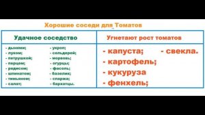 Как соблюдать севооборот. Какие овощи можно сажать рядом