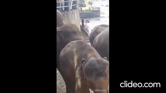 2-х дневная экскурсия по Шри-Ланке смотреть онлайн