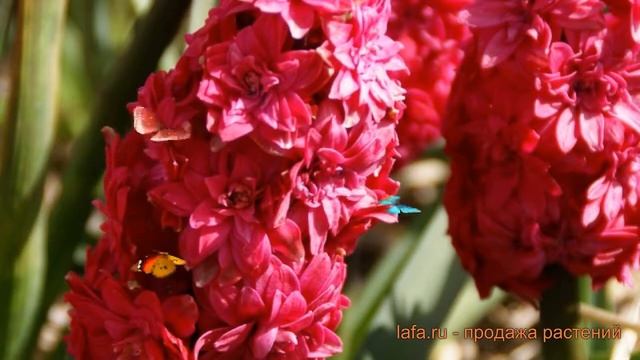 Гиацинт садовый Вудсток (hyacinthus Giatsint-sadovyy) ? обзор: как сажать, луковицы гиацинты Вудсто