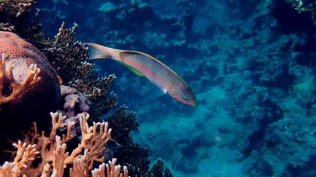 Сказка Красного моря. «Шехерезада» смотреть онлайн