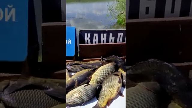 отзыв о рыбалке Каньон. #отзыворыбалкеканьон смотреть онлайн