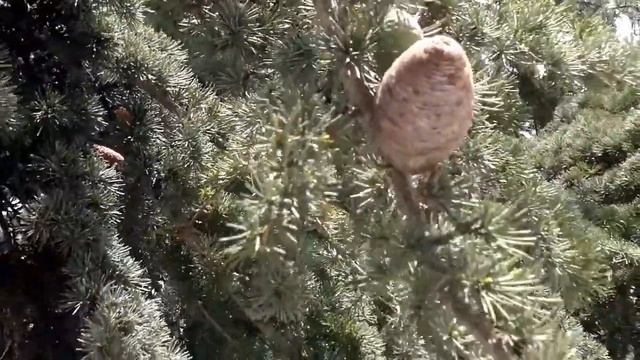 Ливанский кедр за окном смотреть онлайн