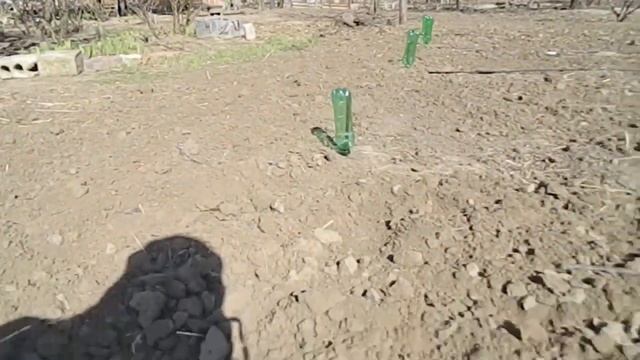 Бизнес на малине питомник для малины || growing raspberries #малина #саженцы #ягода #ремонтантный смотреть онлайн