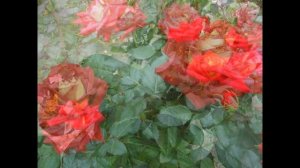 Роза ЧГ Нью Фешн