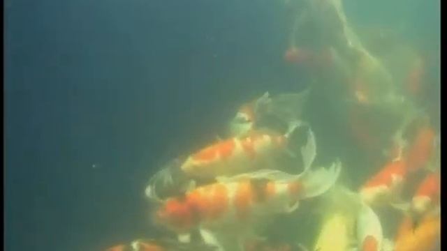 Каковы особенности содержания карпов Кои-бабочка (Cyprinus carpio carpio) в аквариумах и прудах ? смотреть онлайн