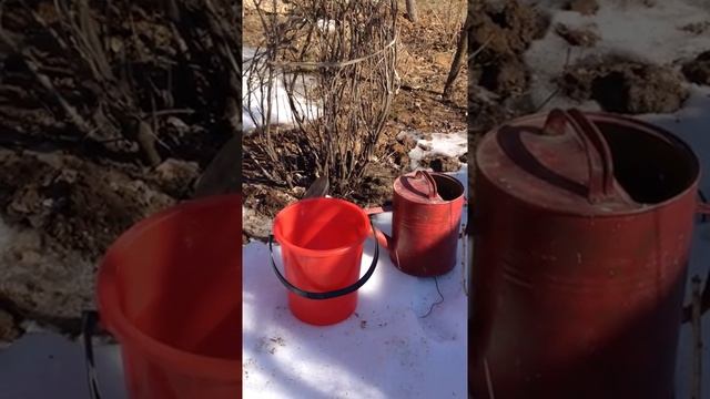 Весенняя обработка кустов смородины кипятком. Часть 2